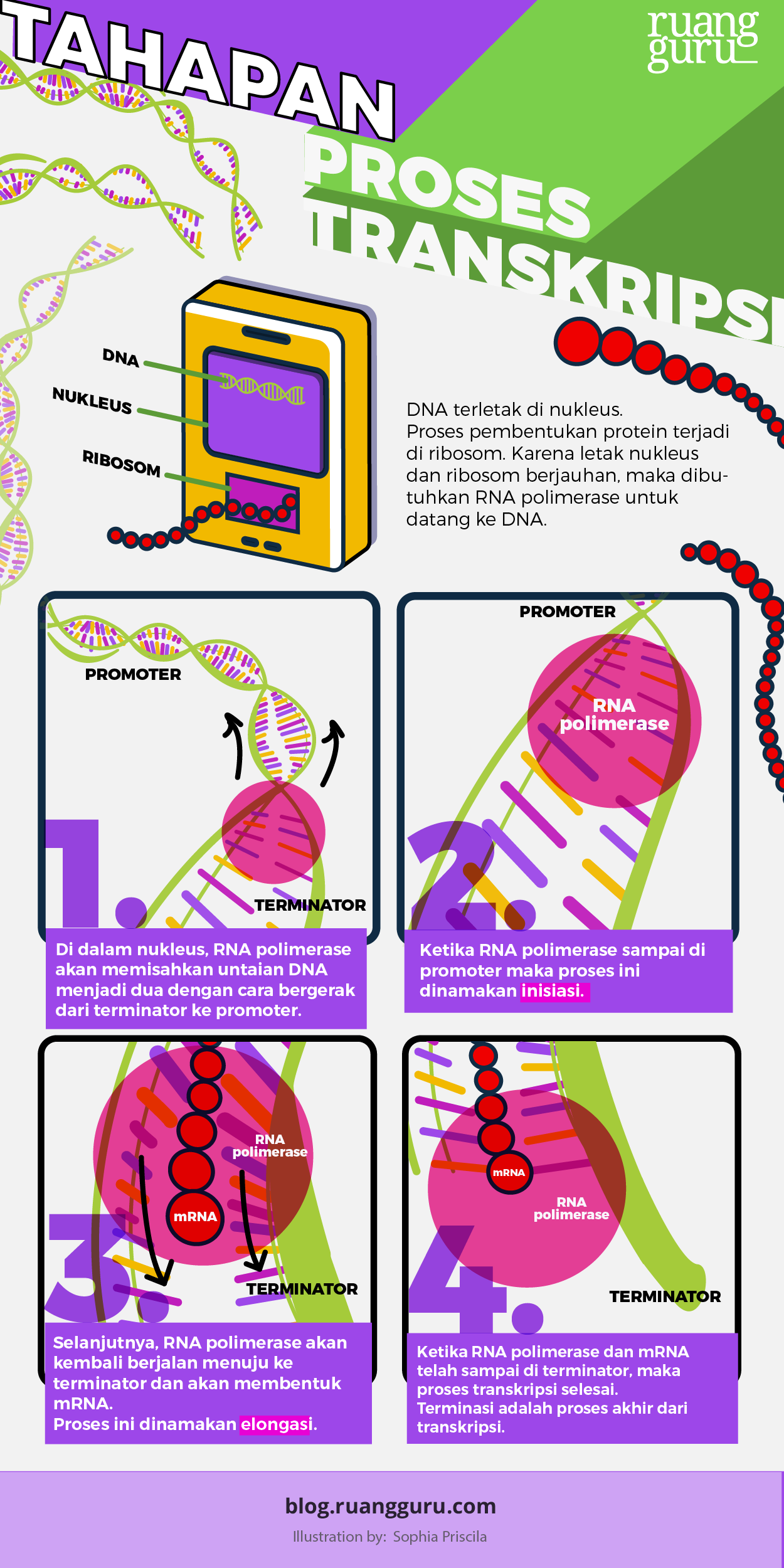 Detail Gambar Tahapan Sintesis Protein Nomer 4