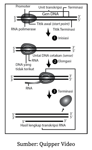 Detail Gambar Tahapan Sintesis Protein Nomer 39