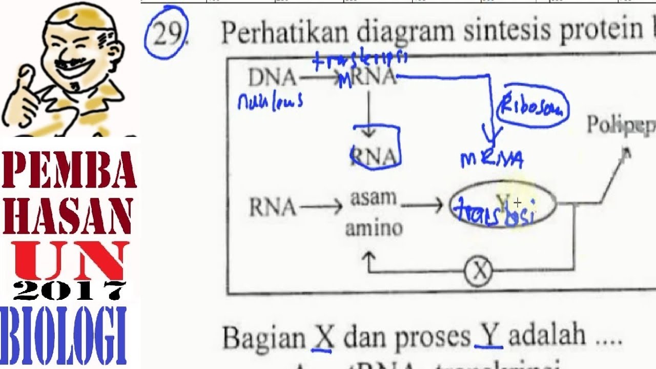 Detail Gambar Tahapan Sintesis Protein Nomer 41