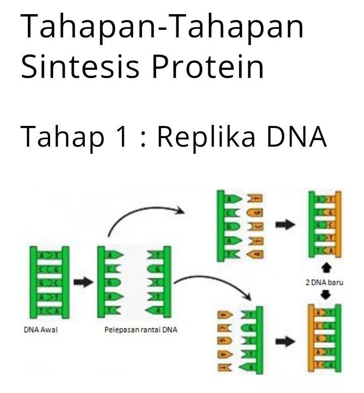 Detail Gambar Tahapan Sintesis Protein Nomer 46