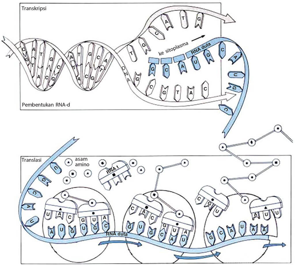 Detail Gambar Tahapan Sintesis Protein Nomer 52