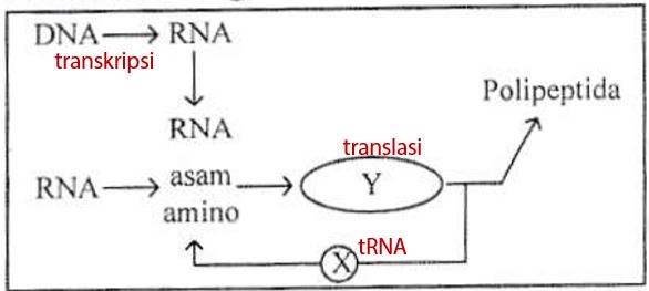 Detail Gambar Tahapan Sintesis Protein Nomer 7