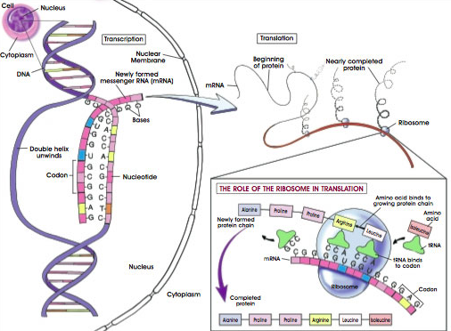 Detail Gambar Tahapan Sintesis Protein Nomer 8