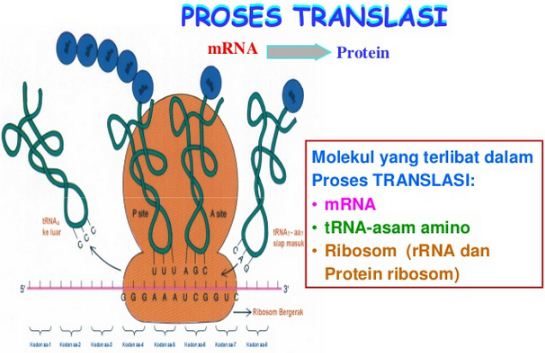 Detail Gambar Tahapan Sintesis Protein Nomer 9