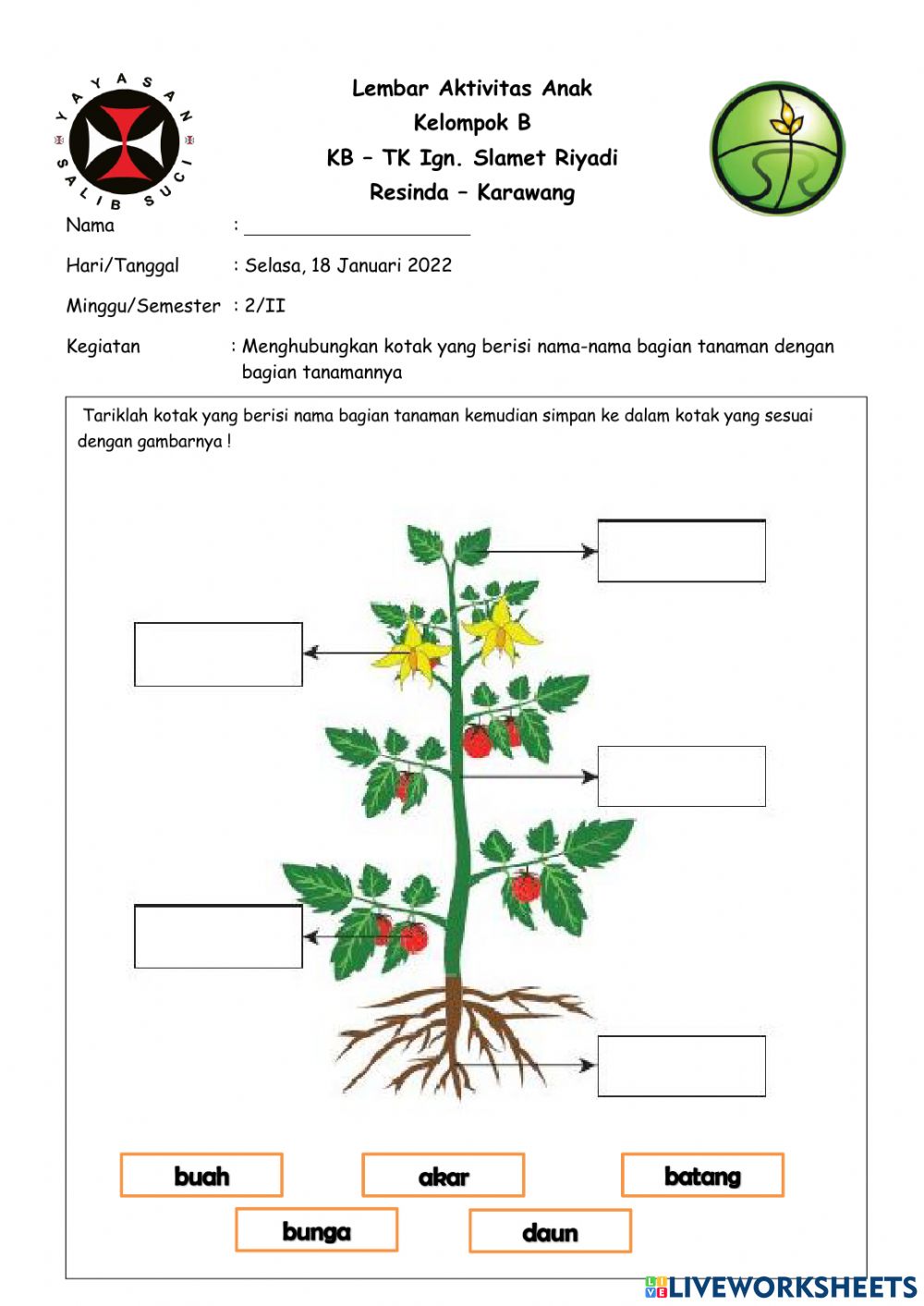 Detail Gambar Tanaman Bunga Untuk Anak Tk Nomer 39