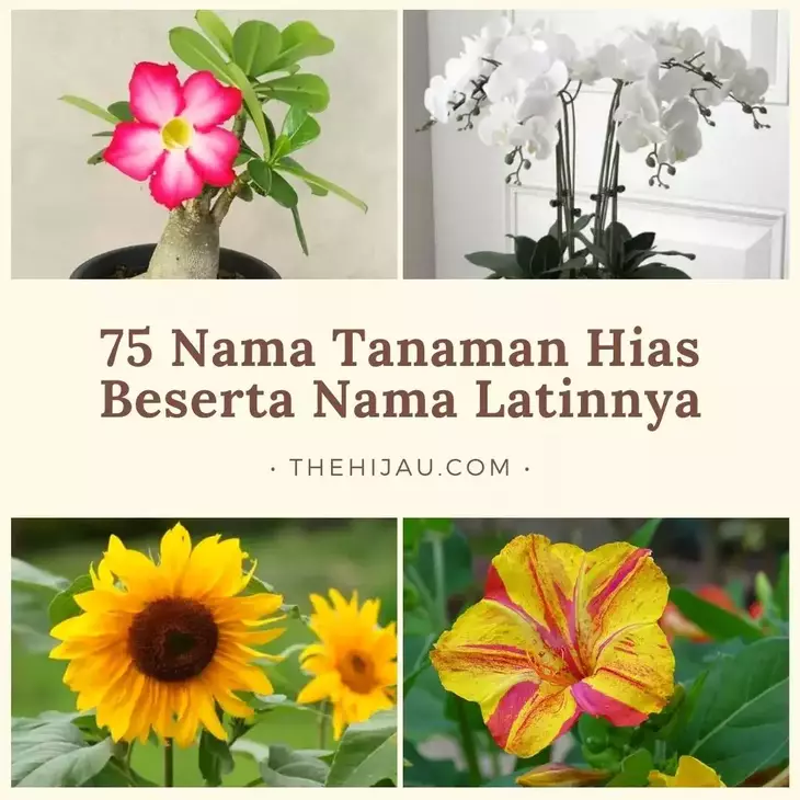 Gambar Tanaman Hias Bunga Beserta Nama Latinnya - KibrisPDR