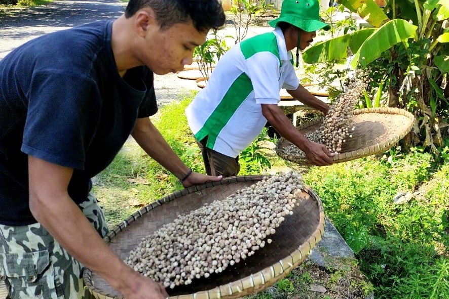 Detail Gambar Tanaman Kapulaga Nomer 48