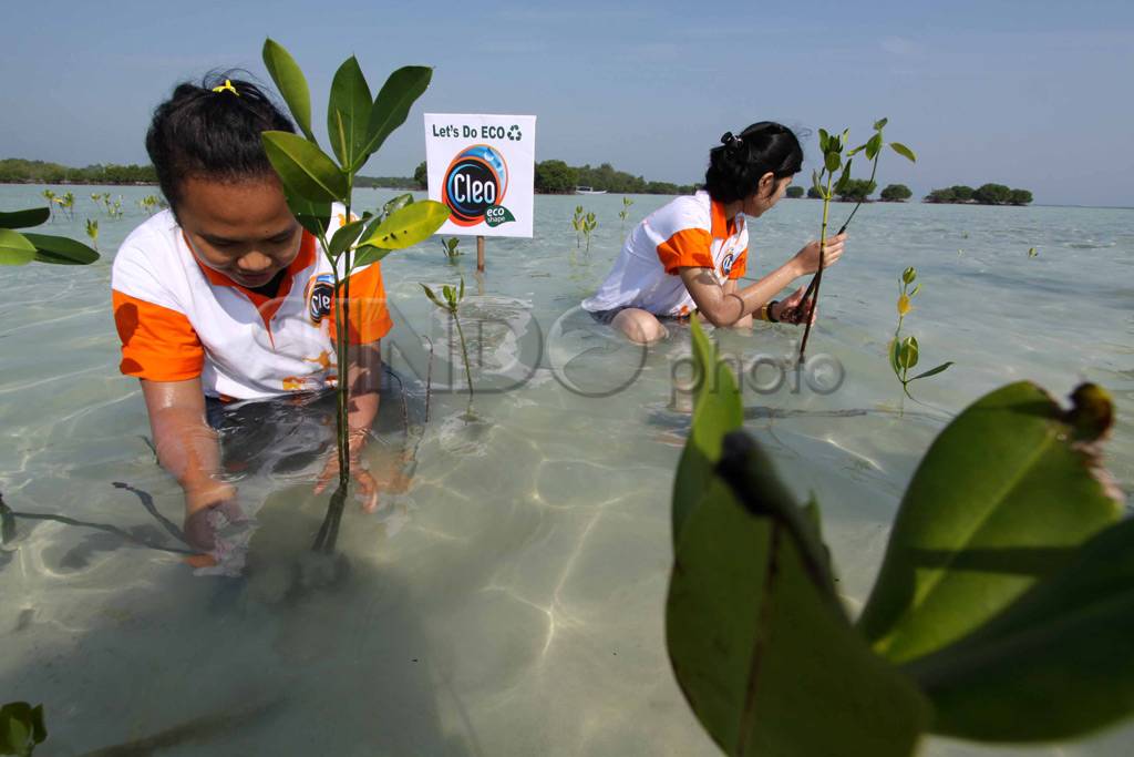 Detail Gambar Tanaman Obat Di Kepulauan Seribu Nomer 15