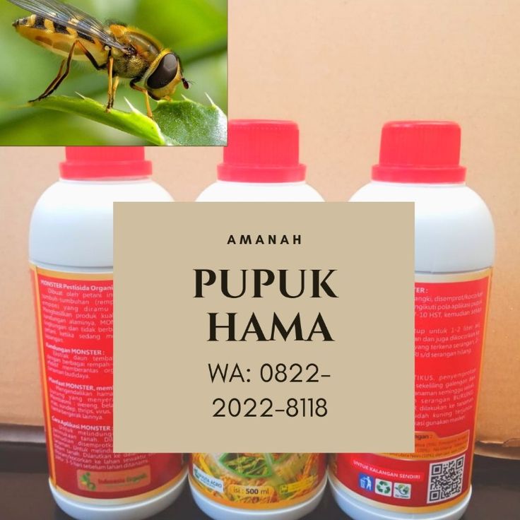 Detail Gambar Tanaman Obat Di Kepulauan Seribu Nomer 47