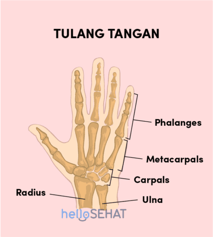 Gambar Tangan Manusia - KibrisPDR