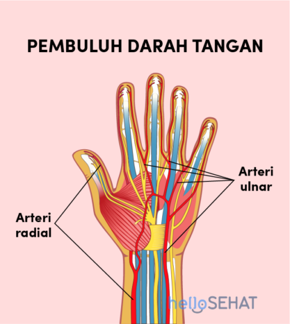 Detail Gambar Tangan Manusia Nomer 8