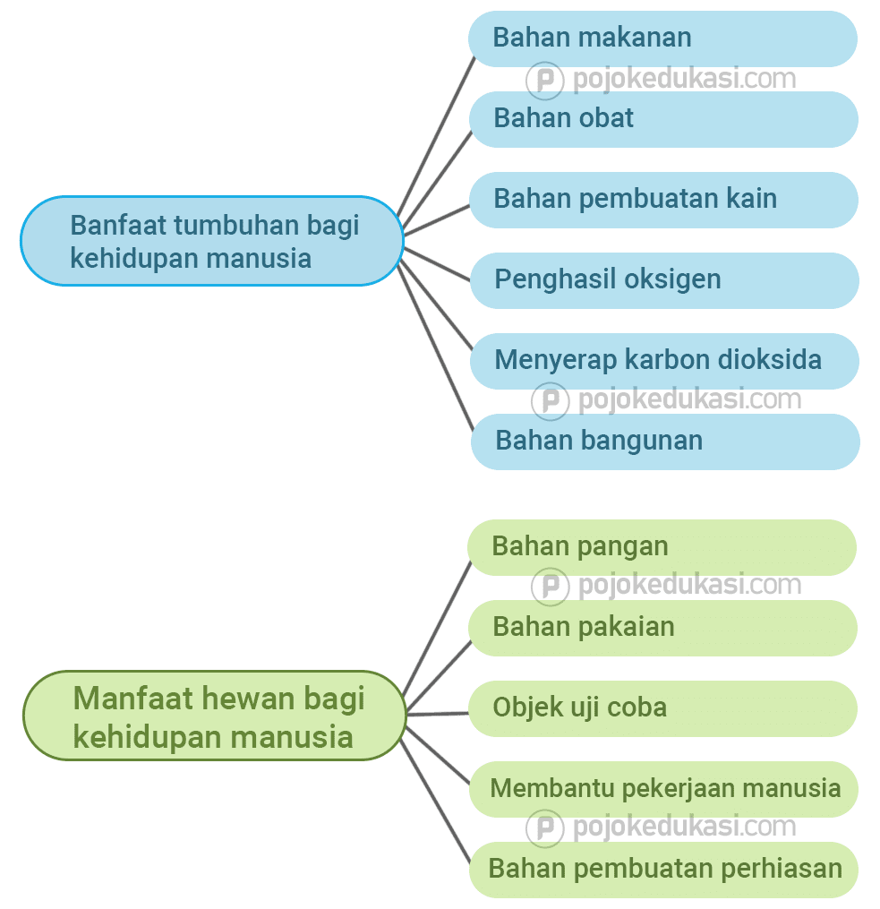 Detail Gambar Tari Saman Di Buku Tema Kls 4 Nomer 25