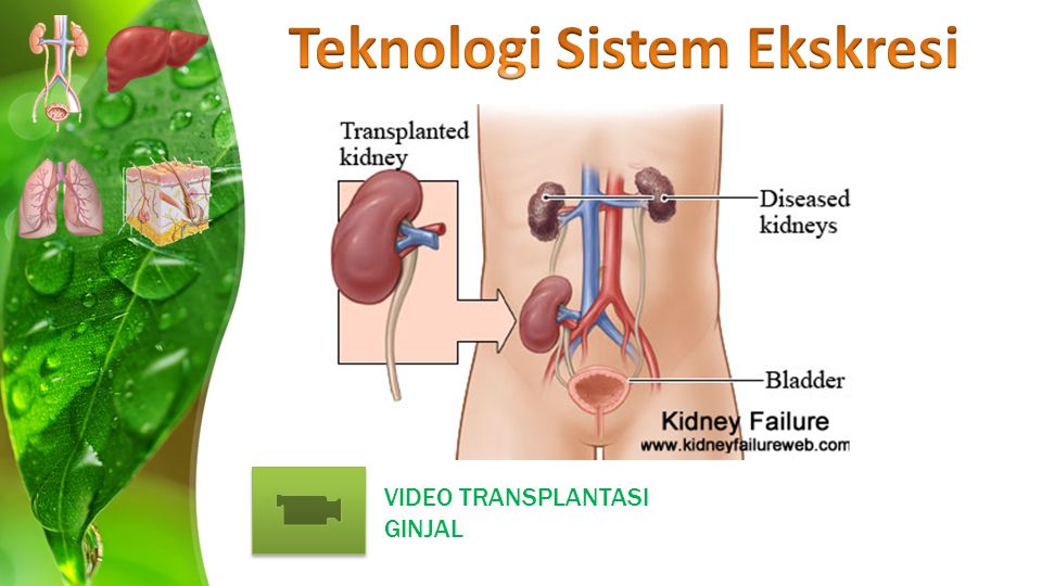 Detail Gambar Teknologi Sistem Penapasan Nomer 19