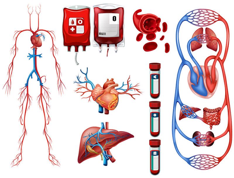 Detail Gambar Teknologi Sistem Penapasan Nomer 23