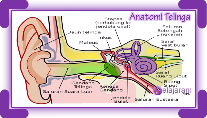 Detail Gambar Telinga Dan Fungsinya Nomer 15