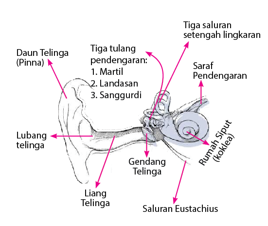 Detail Gambar Telinga Dan Fungsinya Nomer 4