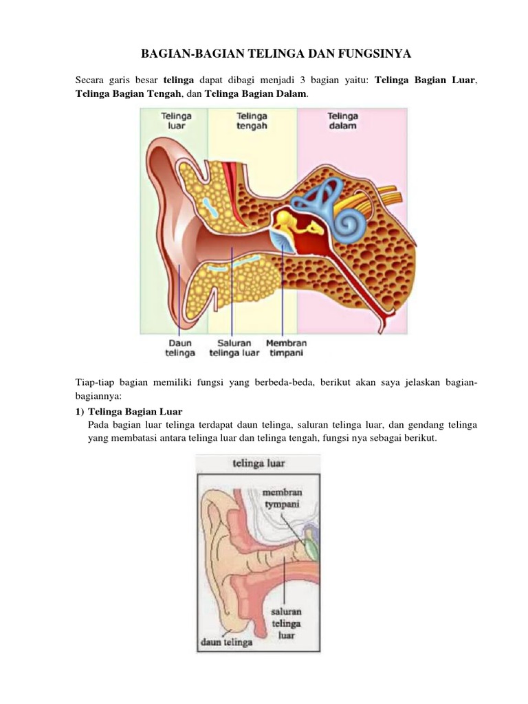 Detail Gambar Telinga Dan Fungsinya Nomer 39