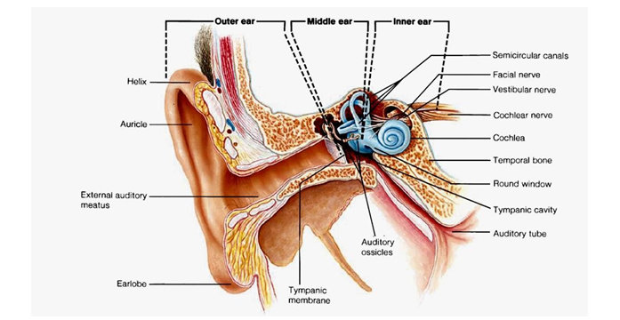 Detail Gambar Telinga Manusia Nomer 39