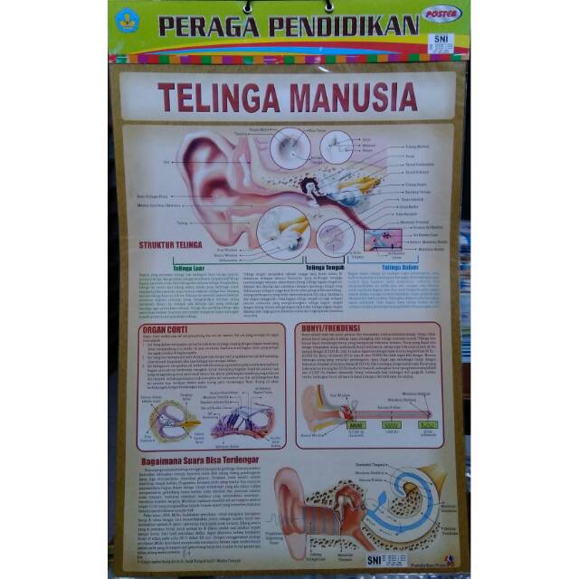 Detail Gambar Telinga Manusia Nomer 46