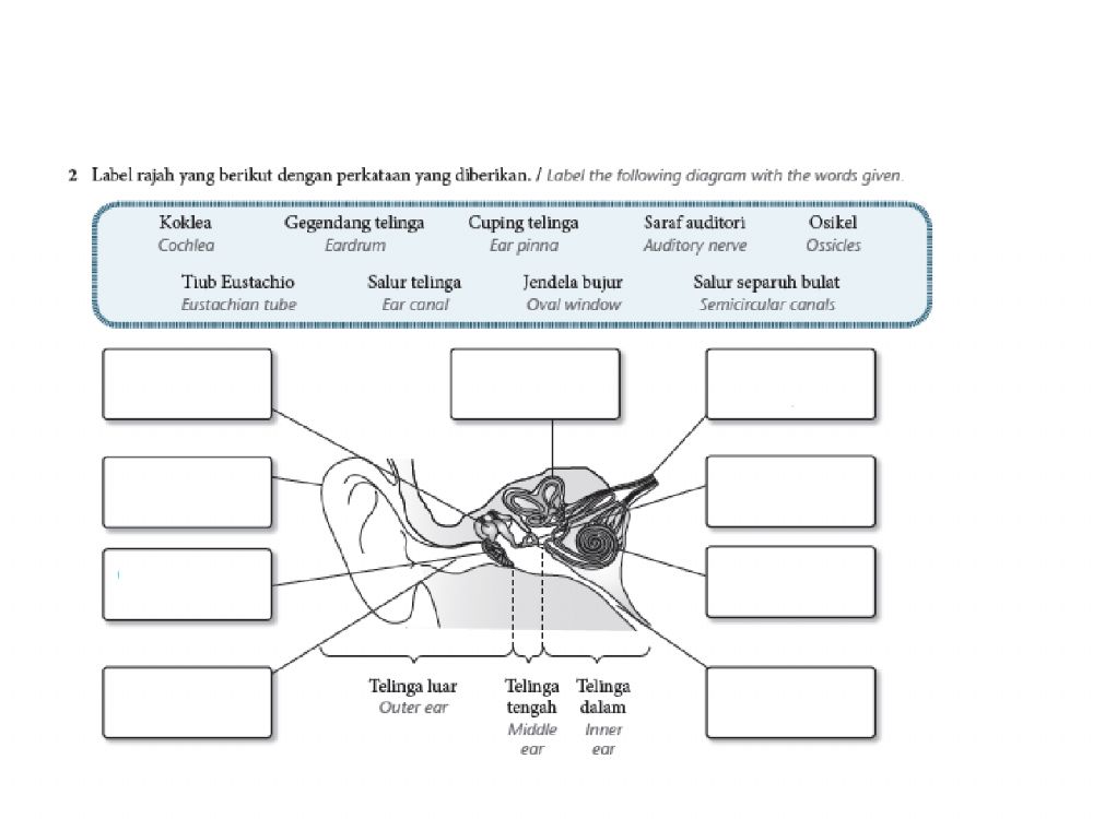 Detail Gambar Telinga Manusia Nomer 53