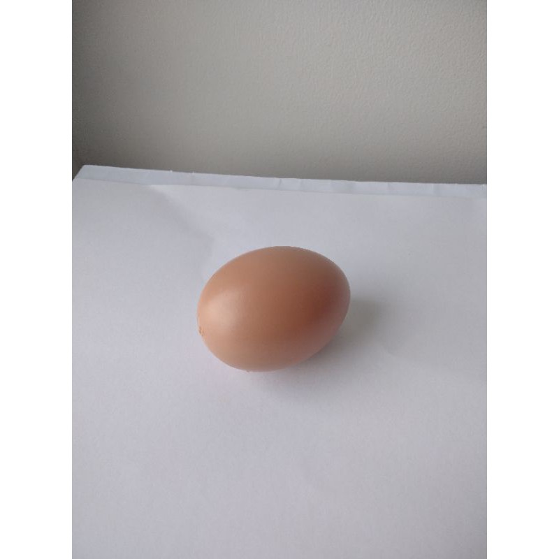Detail Gambar Telur Ayam Untuk Mewarna Nomer 38