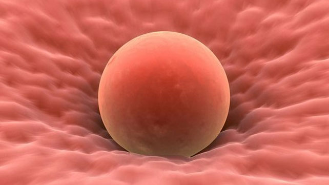 Gambar Telur Manusia - KibrisPDR