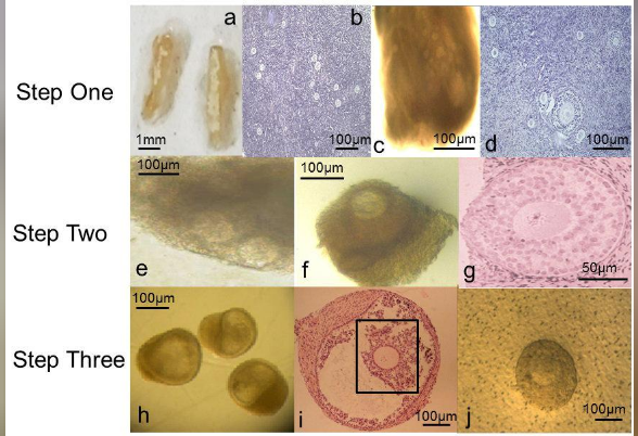 Detail Gambar Telur Manusia Nomer 42