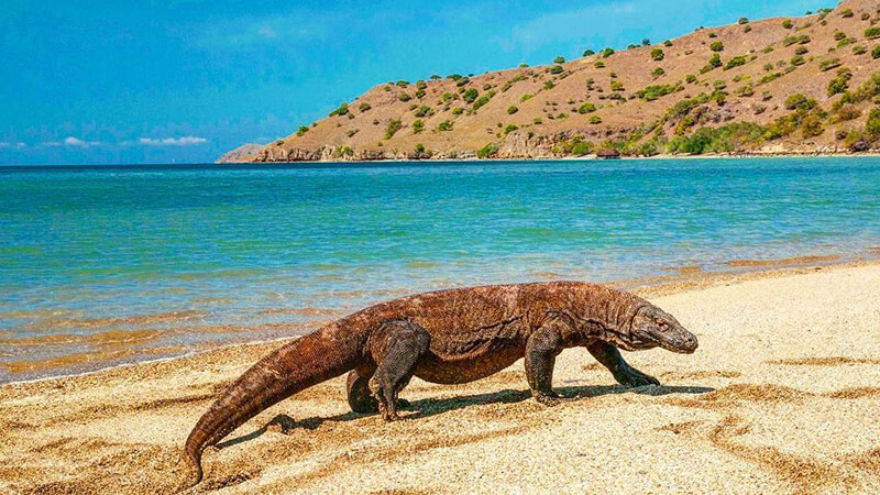 Detail Gambar Tempat Wisata Pulau Komodo Nomer 9