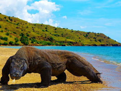 Detail Gambar Tempat Wisata Pulau Komodo Nomer 10