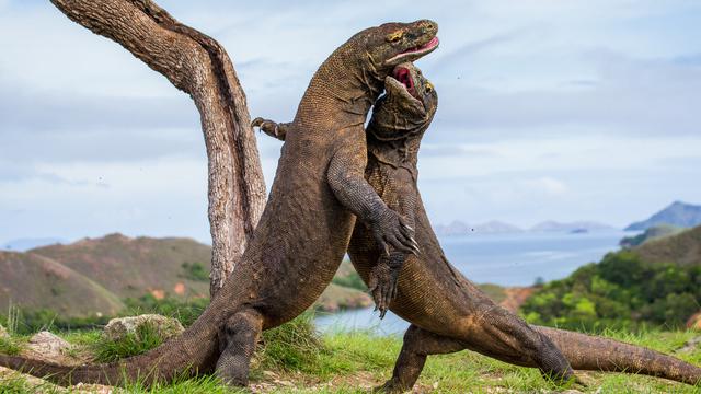 Detail Gambar Tempat Wisata Pulau Komodo Nomer 21