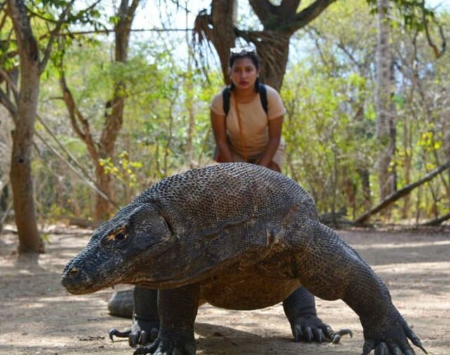 Detail Gambar Tempat Wisata Pulau Komodo Nomer 31