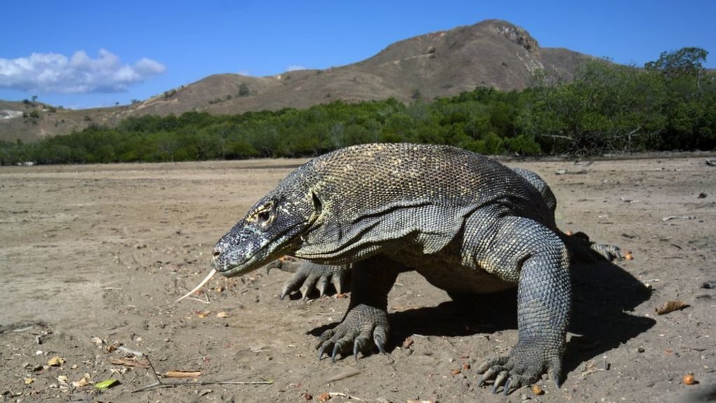 Detail Gambar Tempat Wisata Pulau Komodo Nomer 38