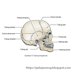 Detail Gambar Tengkorak Kepala Dan Fungsinya Nomer 16