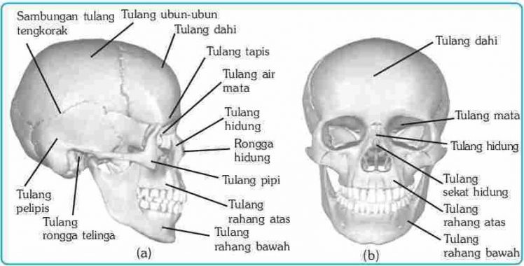 Detail Gambar Tengkorak Kepala Dan Fungsinya Nomer 19