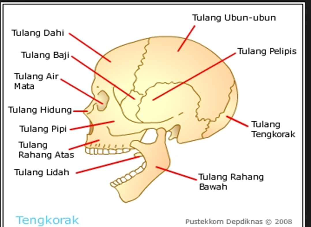 Detail Gambar Tengkorak Kepala Dan Fungsinya Nomer 49