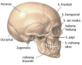 Detail Gambar Tengkorak Manusia Beserta Keterangannya Nomer 12