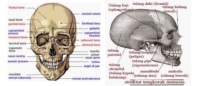 Download Gambar Tengkorak Manusia Beserta Keterangannya Nomer 20