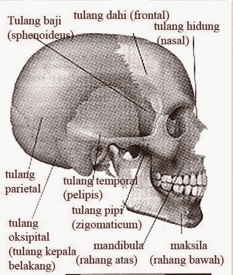 Detail Gambar Tengkorak Manusia Beserta Keterangannya Nomer 27