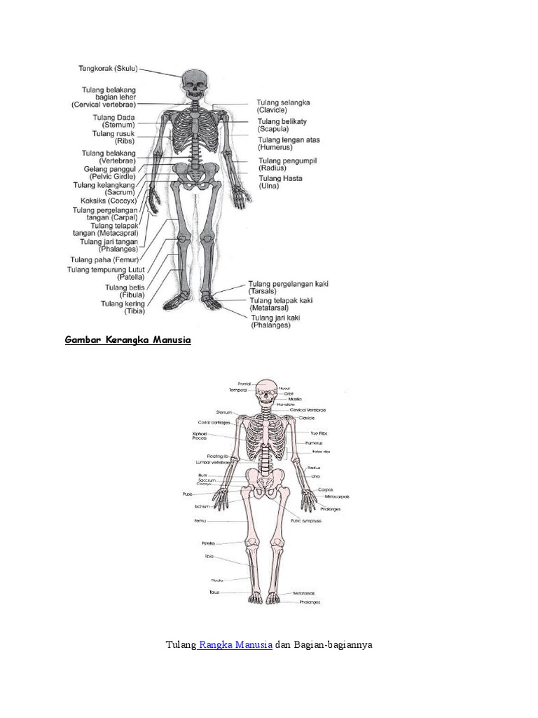 Detail Gambar Tengkorak Manusia Beserta Keterangannya Nomer 53