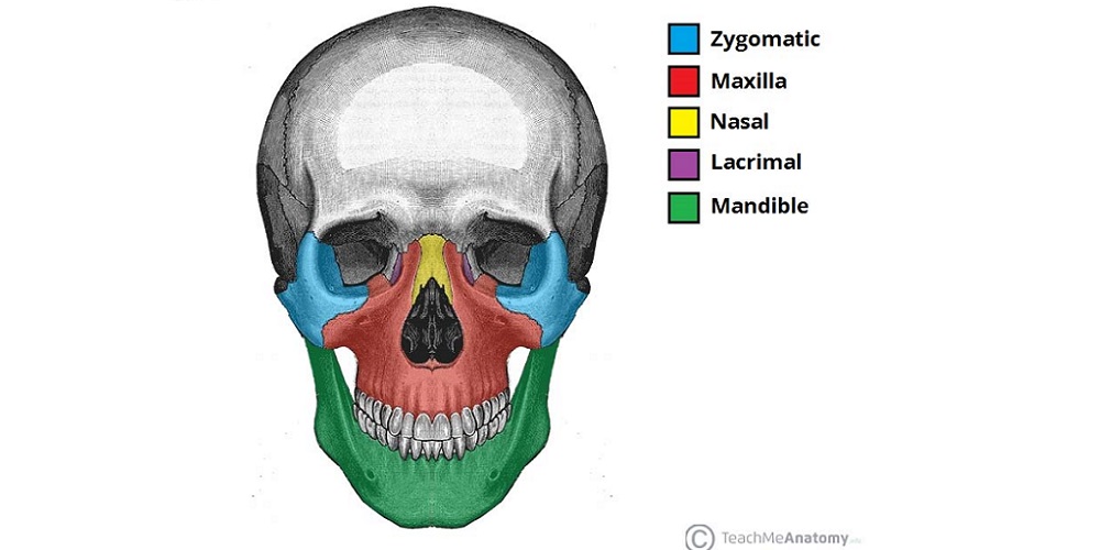 Detail Gambar Tengkorak Manusia Dan Keterangannya Nomer 37