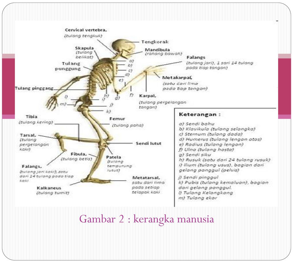 Detail Gambar Tengkorak Manusia Dan Keterangannya Nomer 47