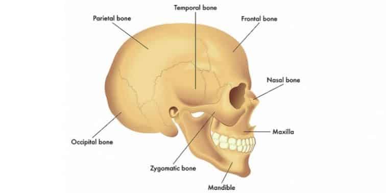 Detail Gambar Tengkorak Manusia Dan Keterangannya Nomer 49
