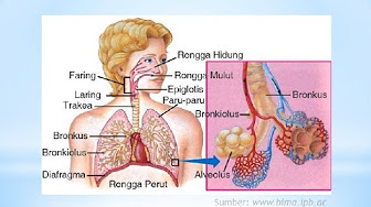 Detail Gambar Terapi Anatomi Penyakit Manusia Nomer 33