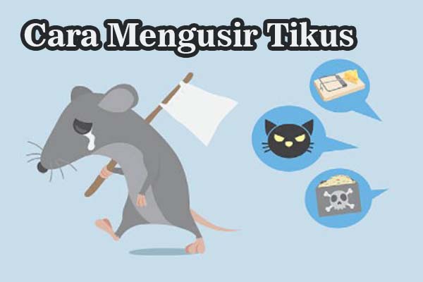 Detail Gambar Tikus Untuk Diwarnai Nomer 21