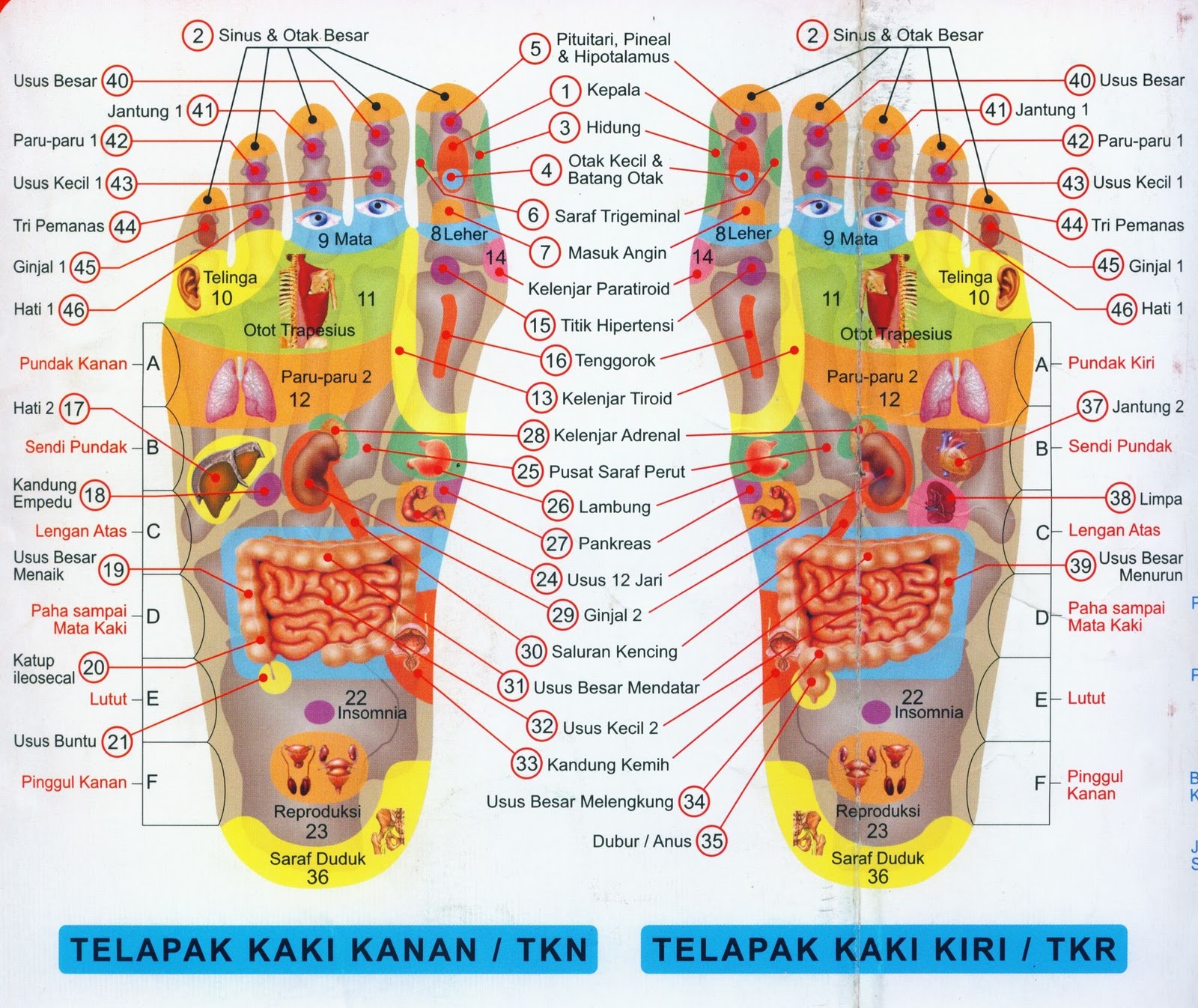 Detail Gambar Titik Refleksi Kaki Nomer 15