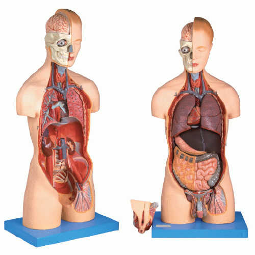 Gambar Torso Manusia - KibrisPDR