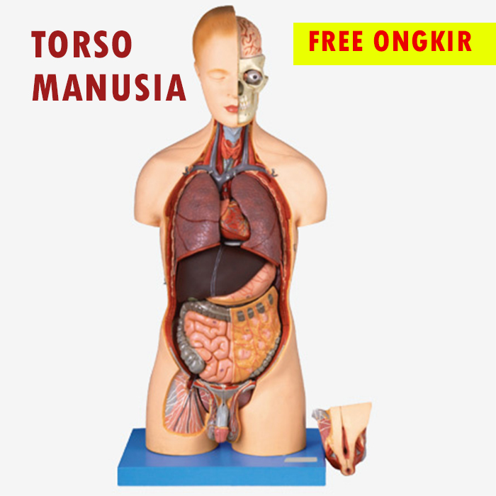 Detail Gambar Torso Manusia Nomer 18