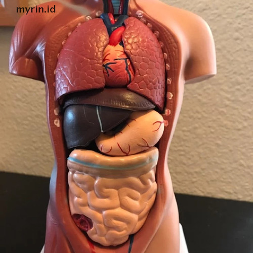 Detail Gambar Torso Manusia Nomer 27