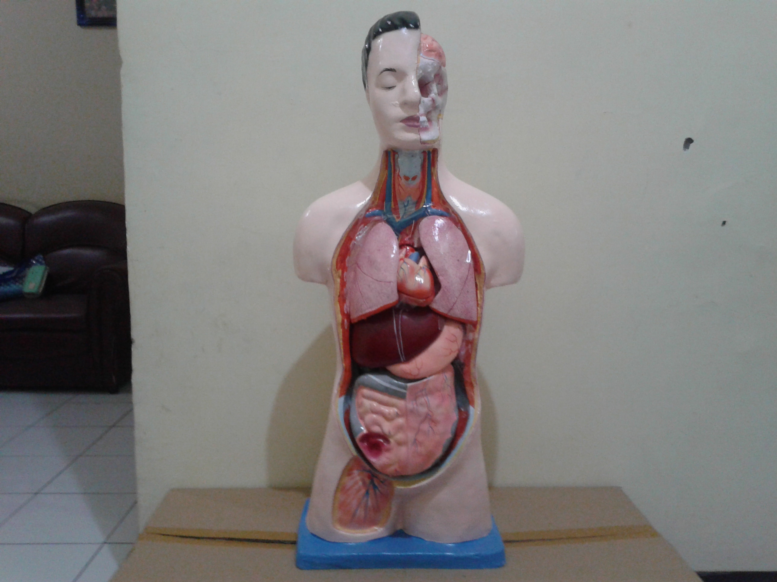 Detail Gambar Torso Manusia Nomer 34