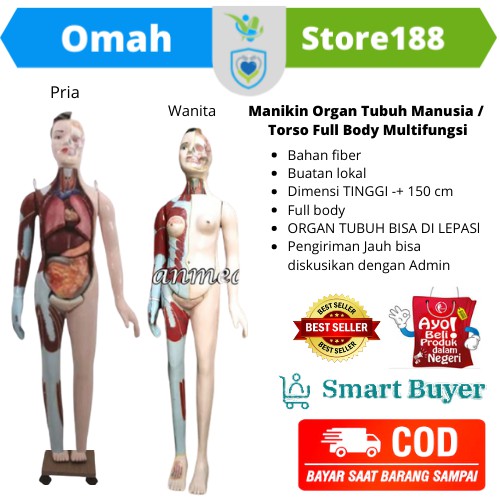 Detail Gambar Torso Persendian Nomer 11